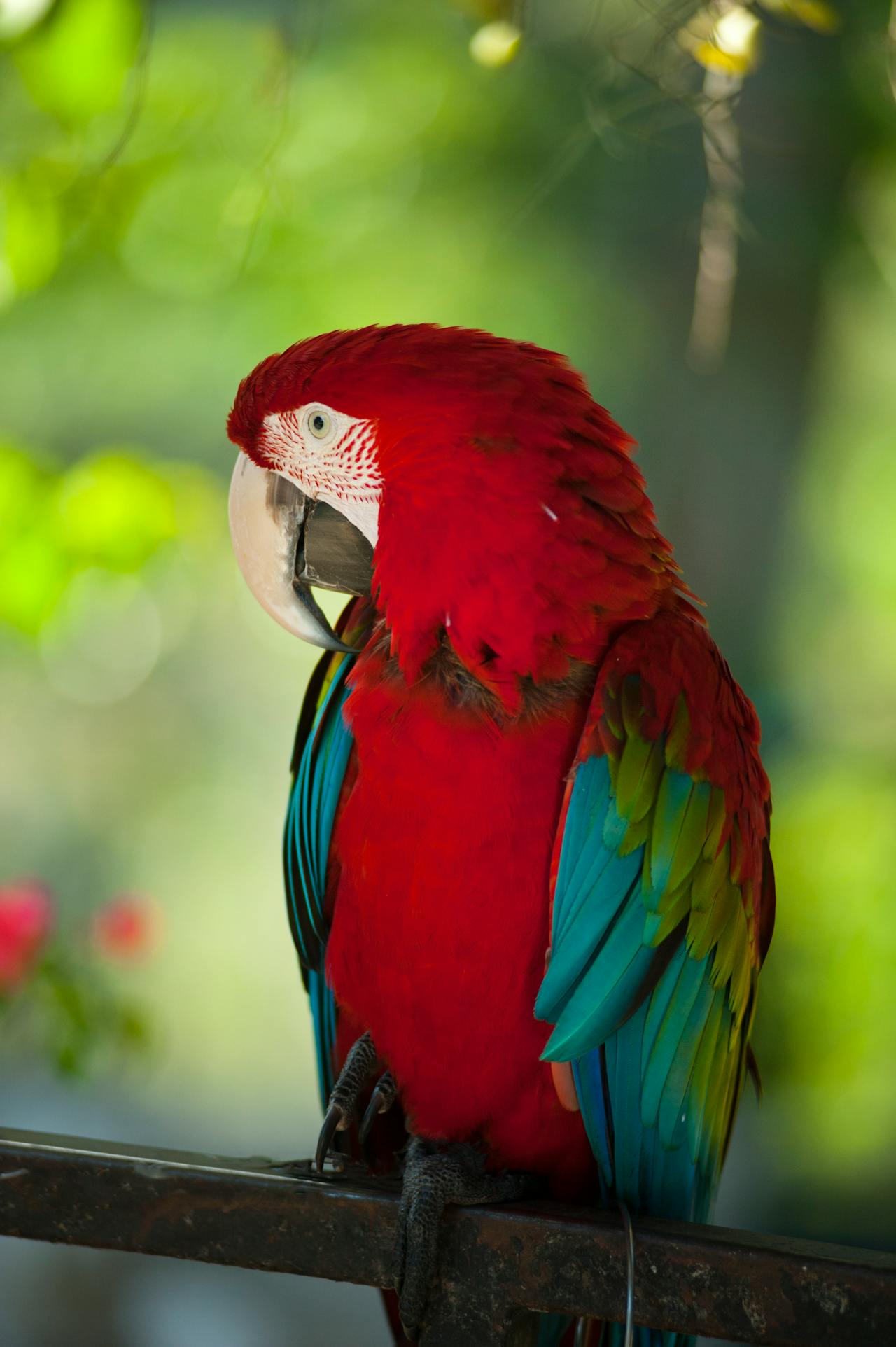 Cele mai inteligente specii de papagali și capacitățile lor